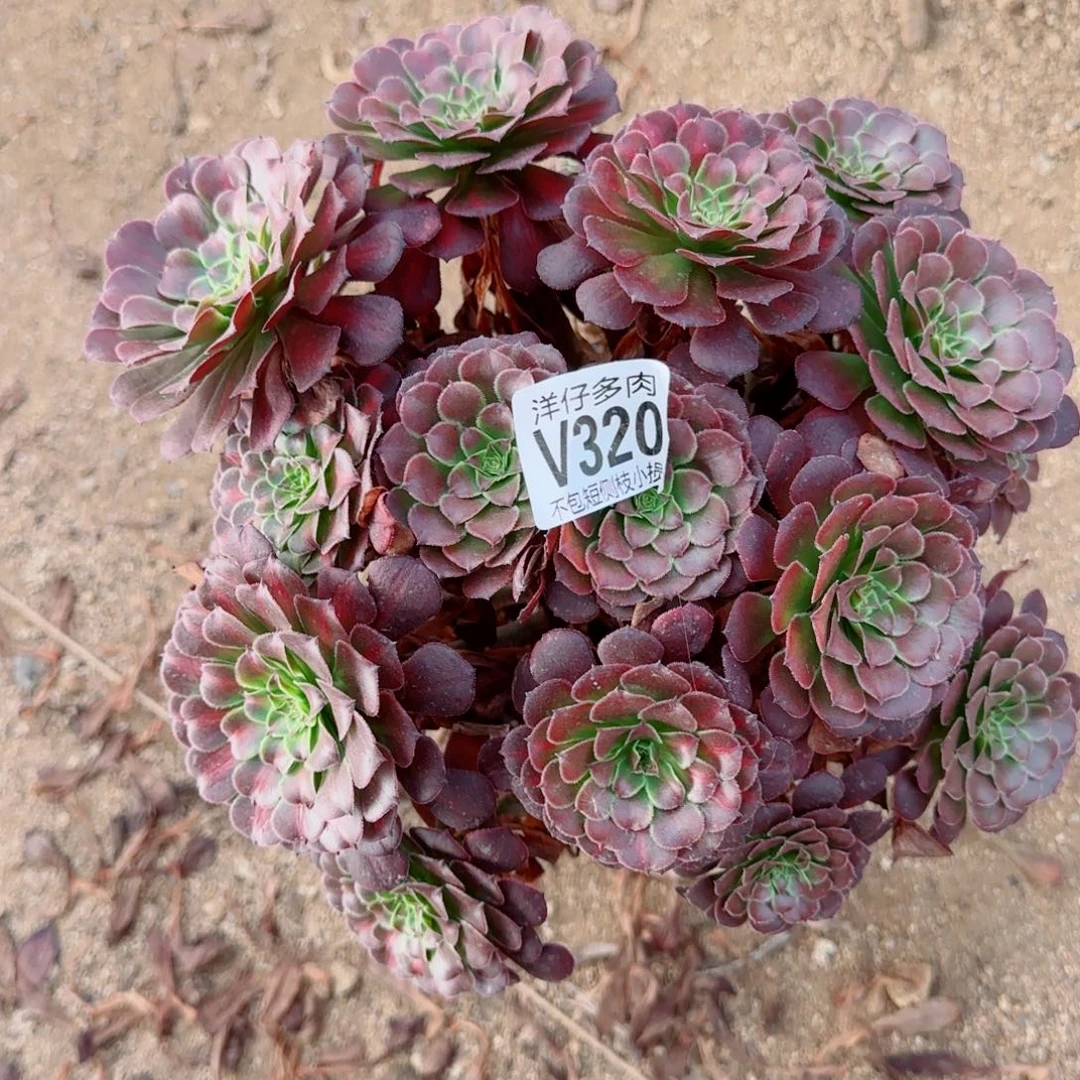 黑同湖中斑320冠幅22