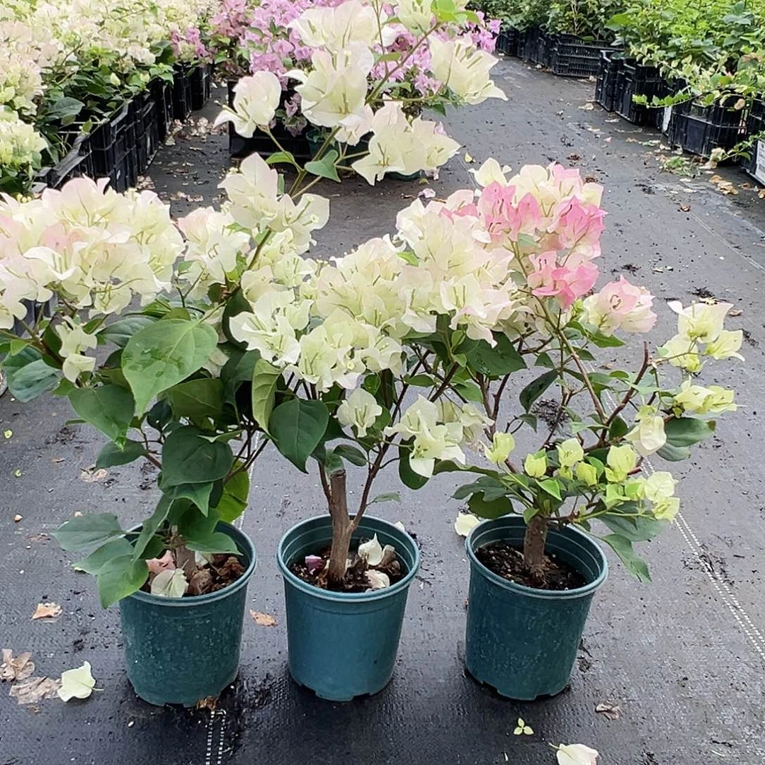 大部分花苞少量开放绿樱掌中宝一颗