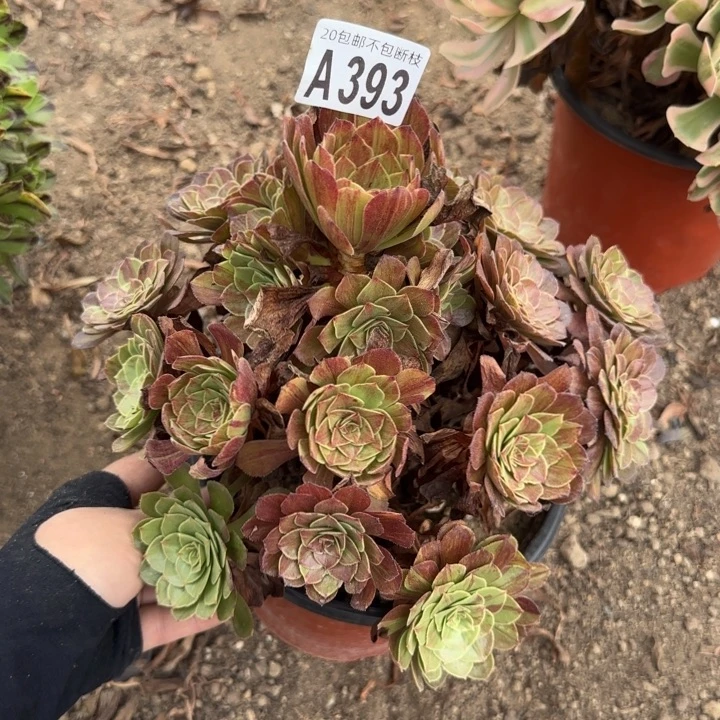 花月夜……多肉植物……