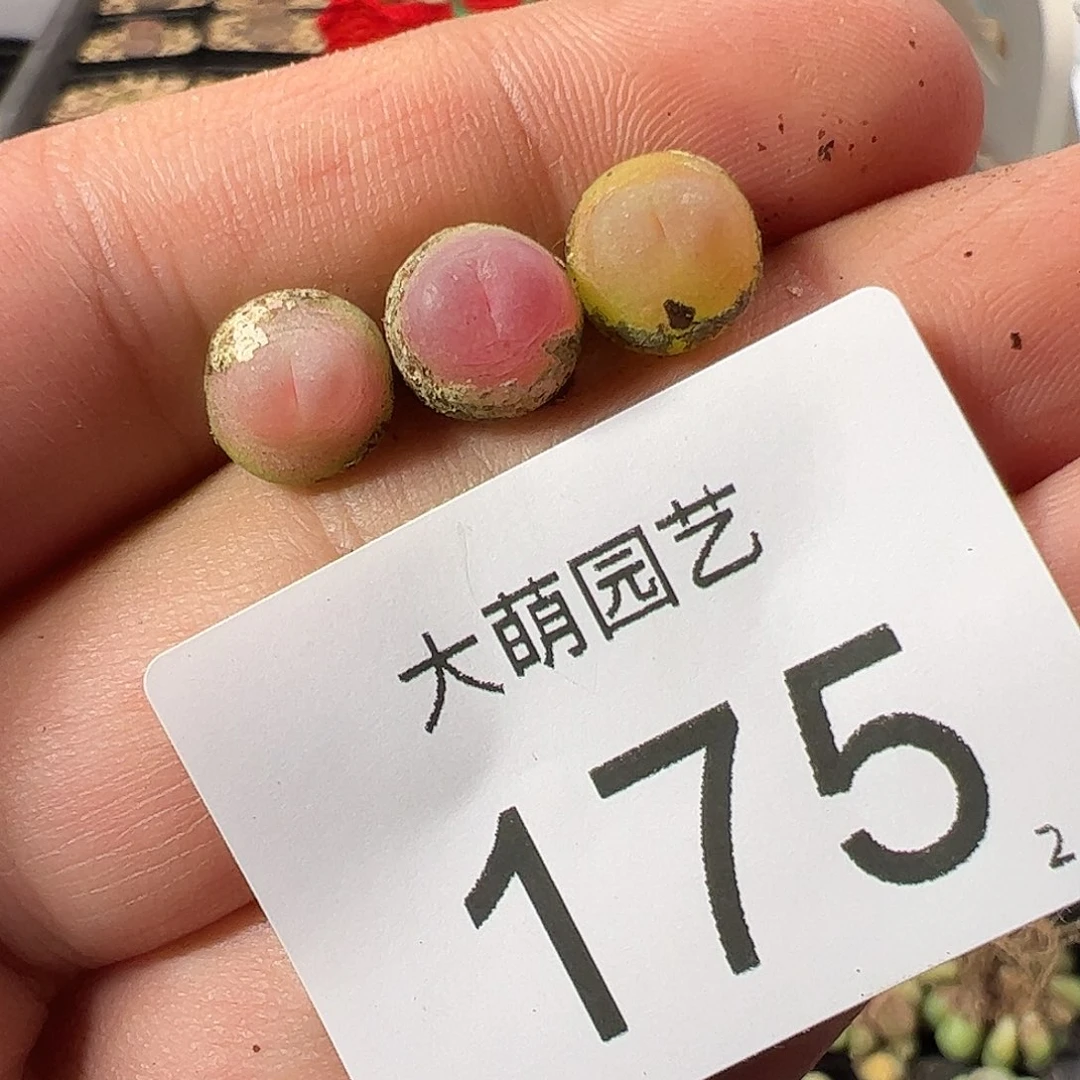 0000175 一物一拍……