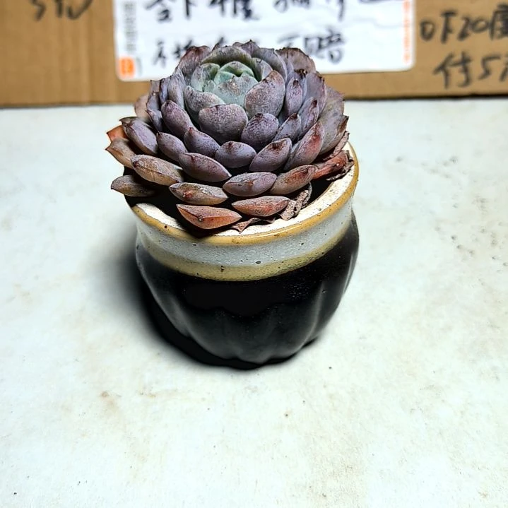 满6元包邮,恩宠俩颗