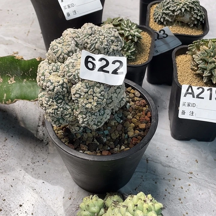 完全开放622兜群一个