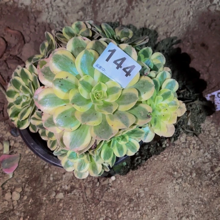 144火龙果多肉植物不售后