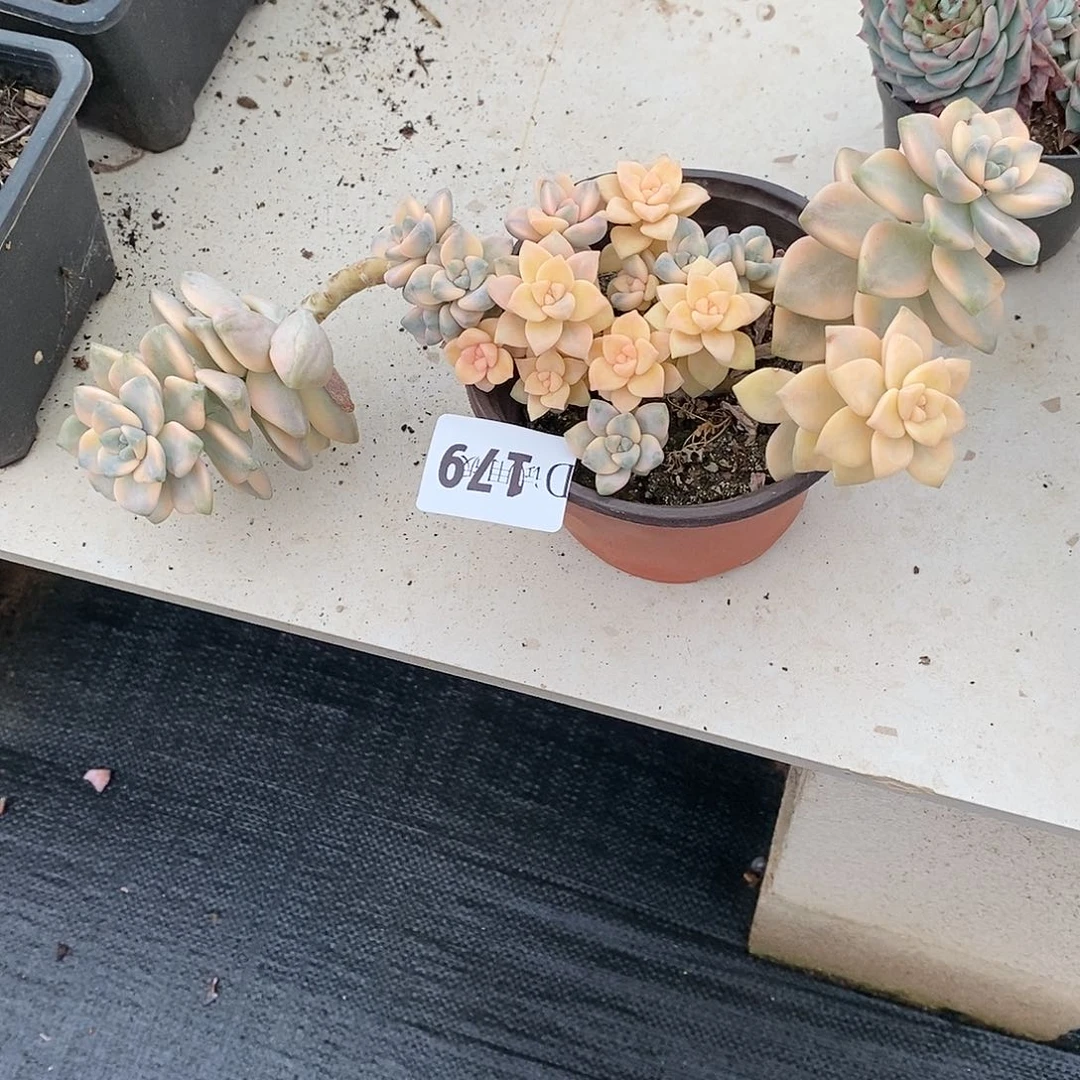 梅*179美杏锦多肉植物