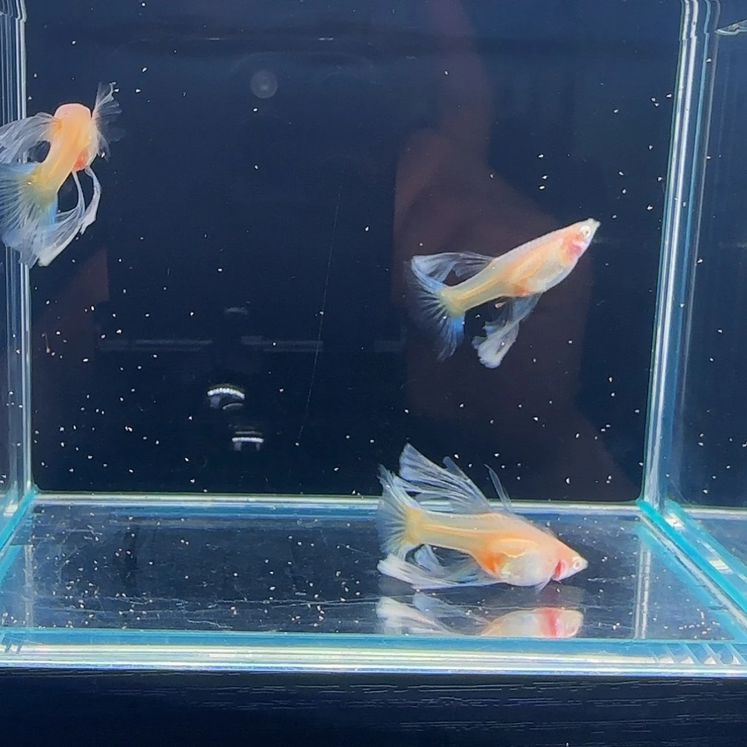 孔雀鱼蓝白灯笼绣球3对