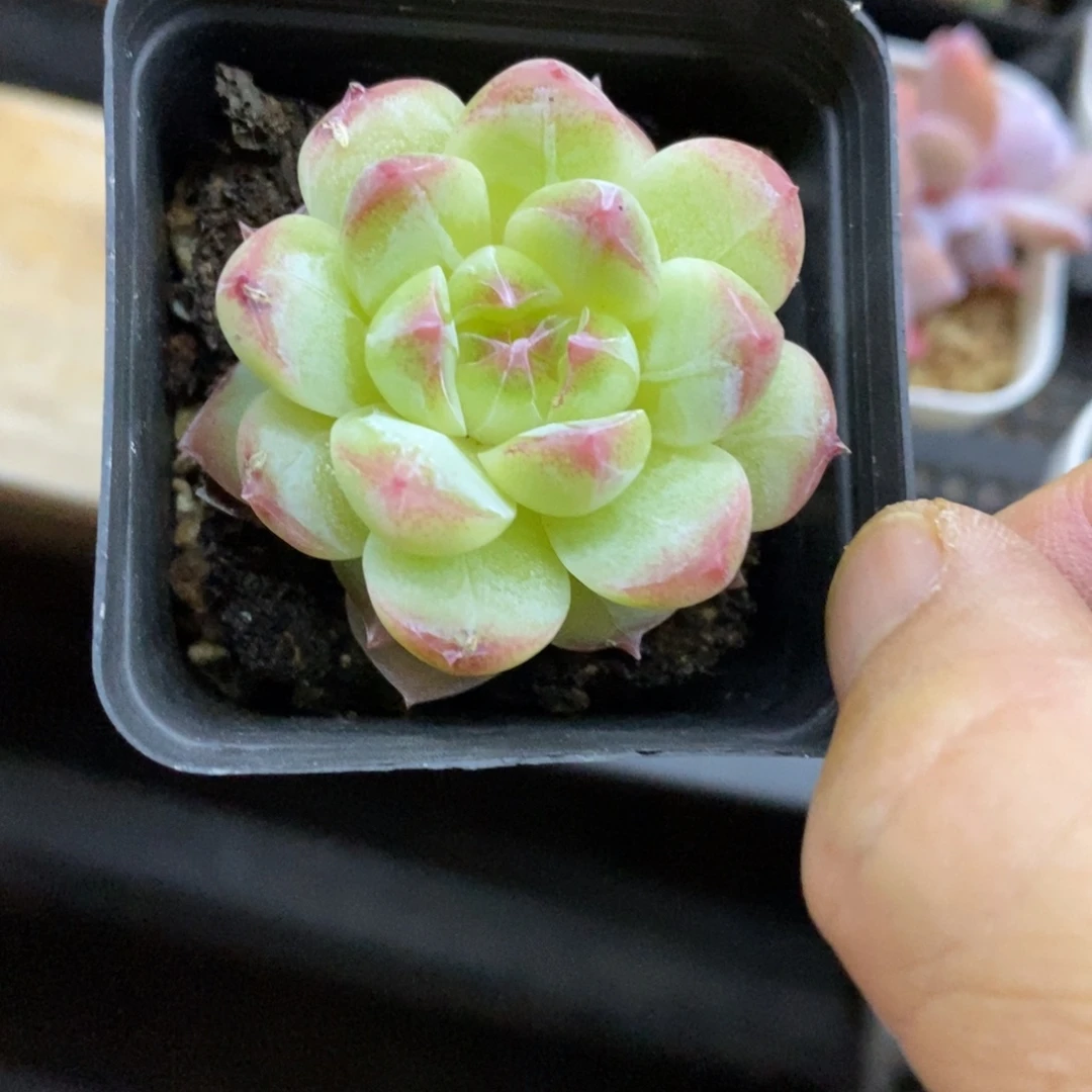 精品多肉一物一拍不包整202