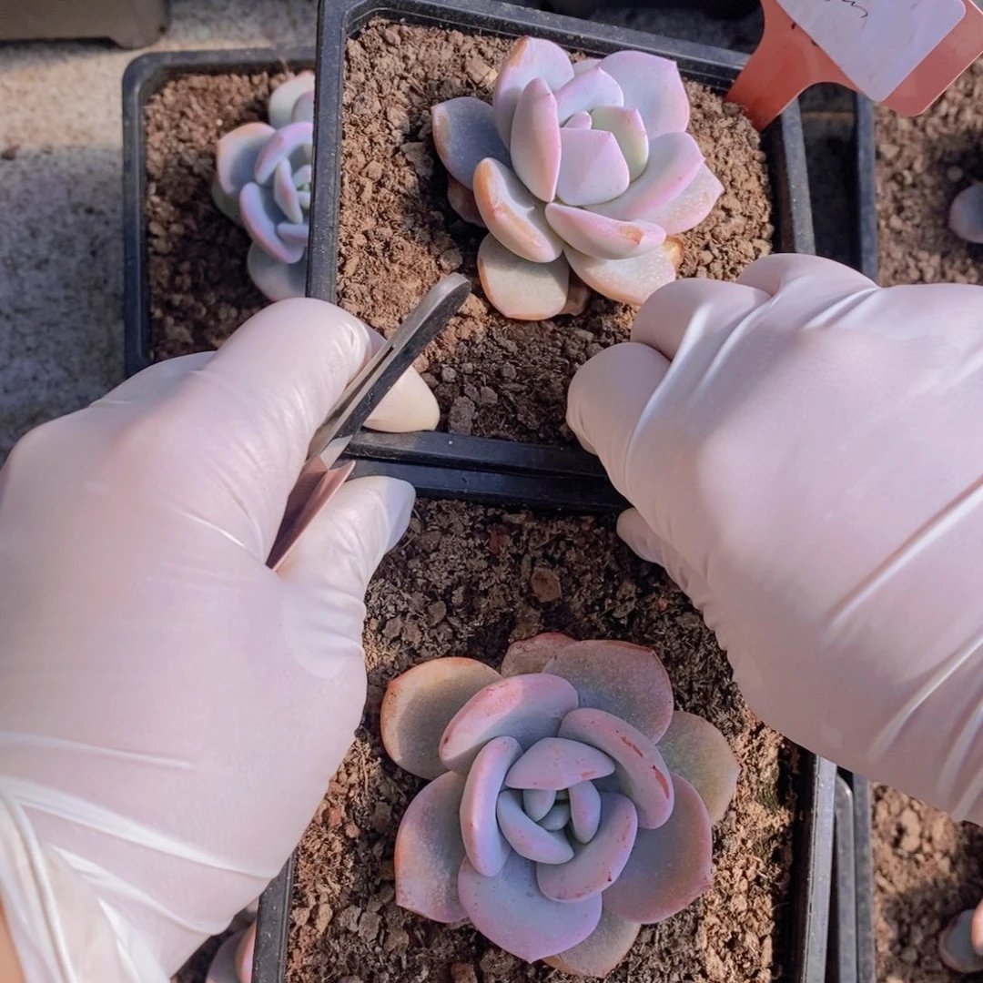 偶*单头叶插20颗，单头2颗