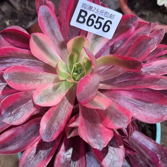 y***g多肉植物一个