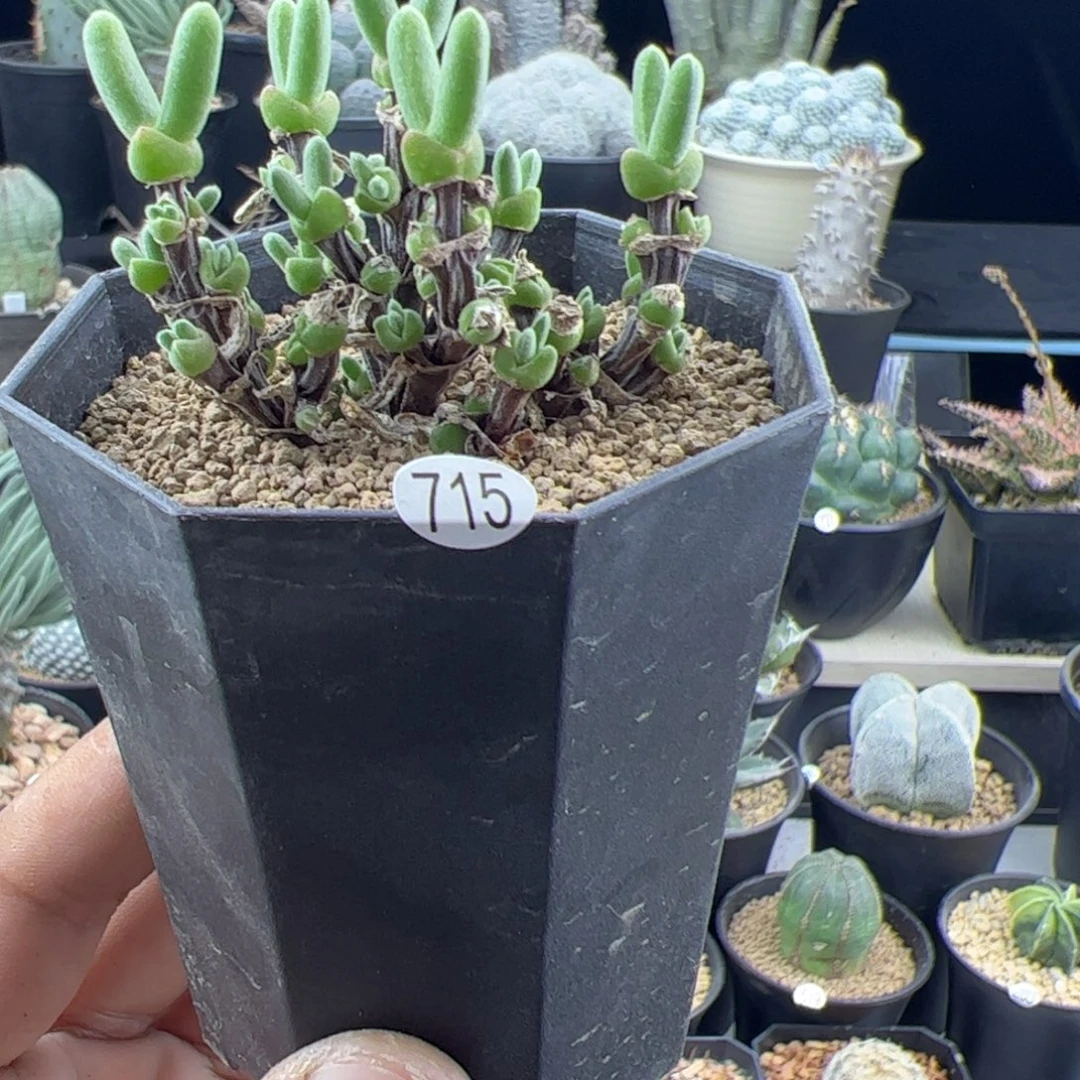 短耳朵小兔子一物一拍715