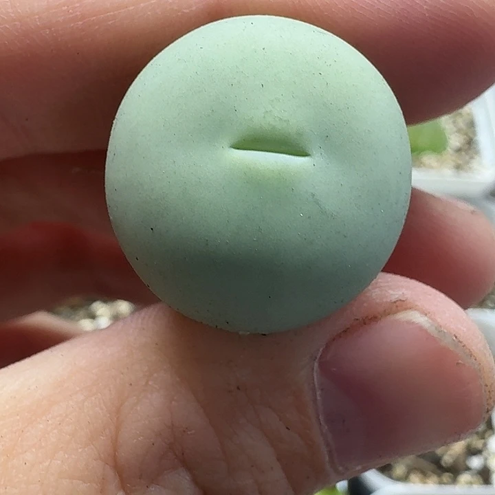 老马生石花2.3鸽子蛋1844