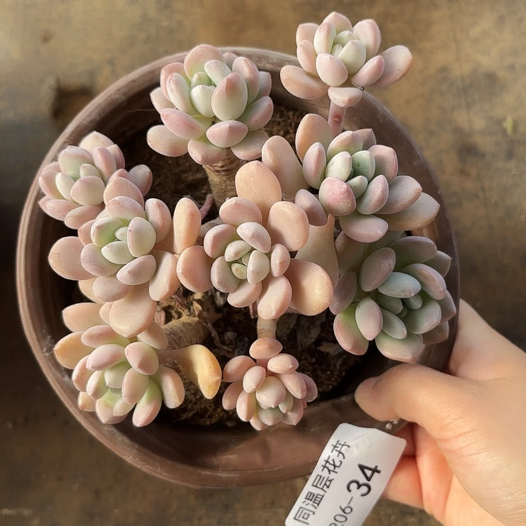 同温层多肉白露34