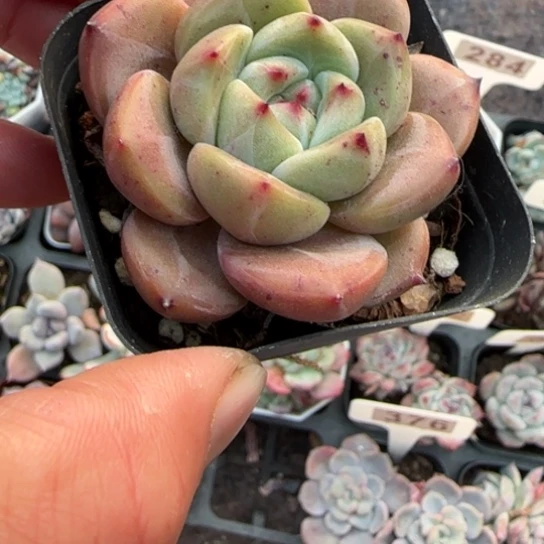 182比翼鸟多肉植物多