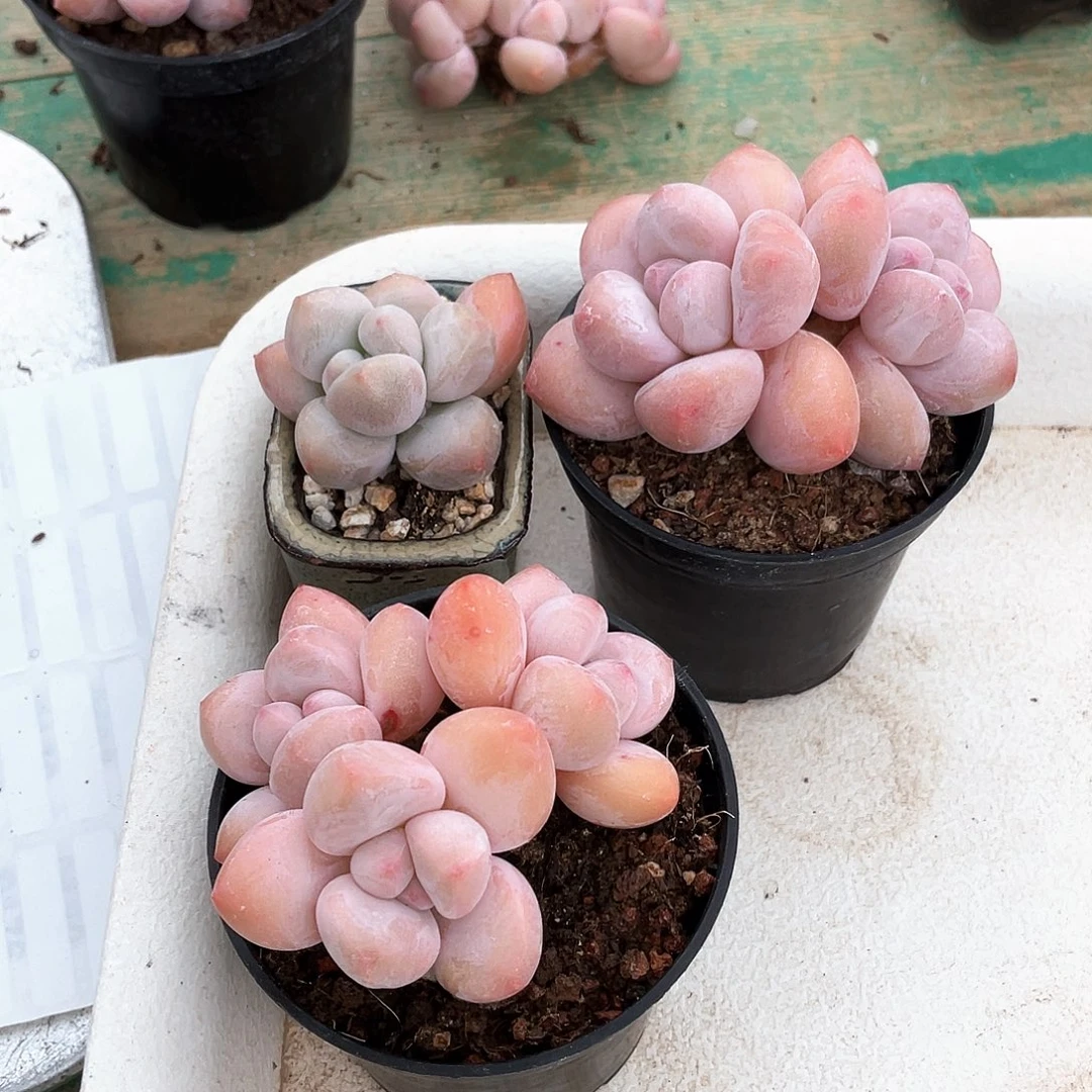 F****o多肉植物的生长发育