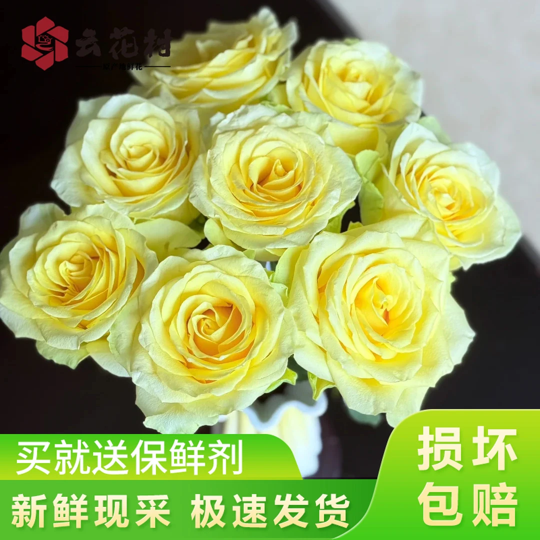 浪漫沙滩黄玫瑰10支【全店任意2件发顺丰京东】云南鲜花基地直发