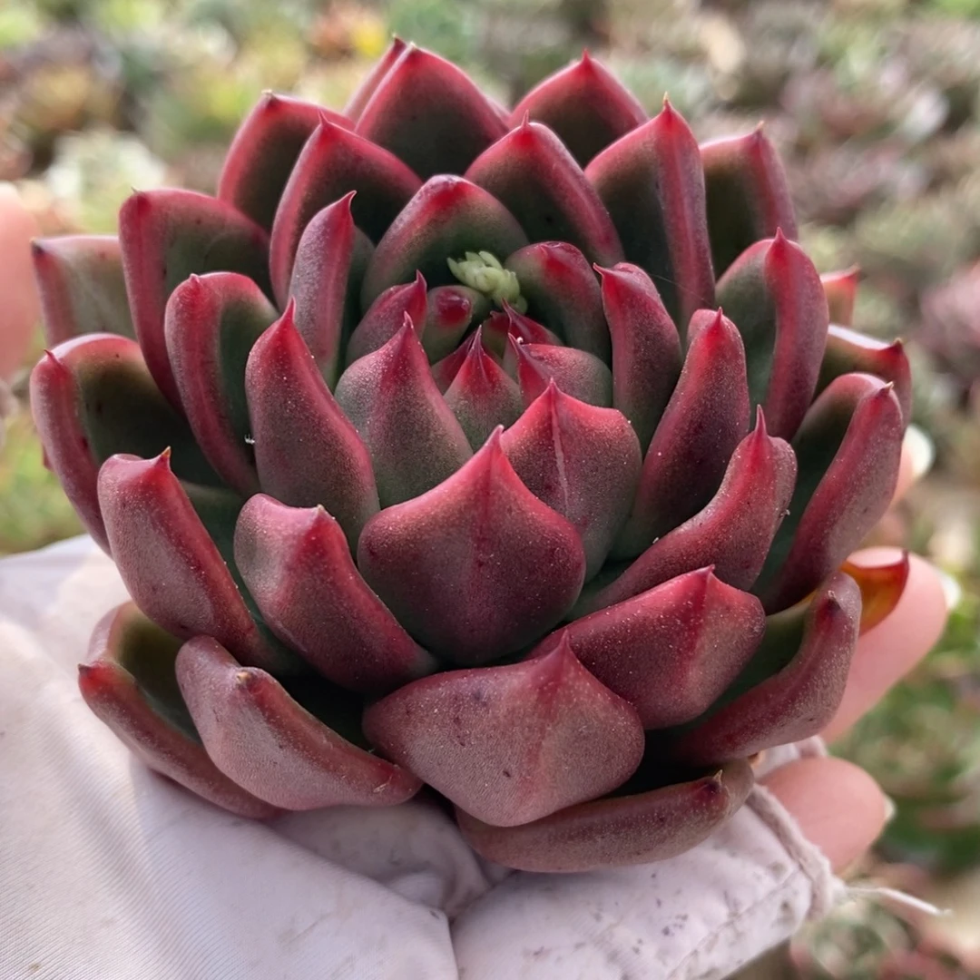 无花朵165 号东云系多肉植物