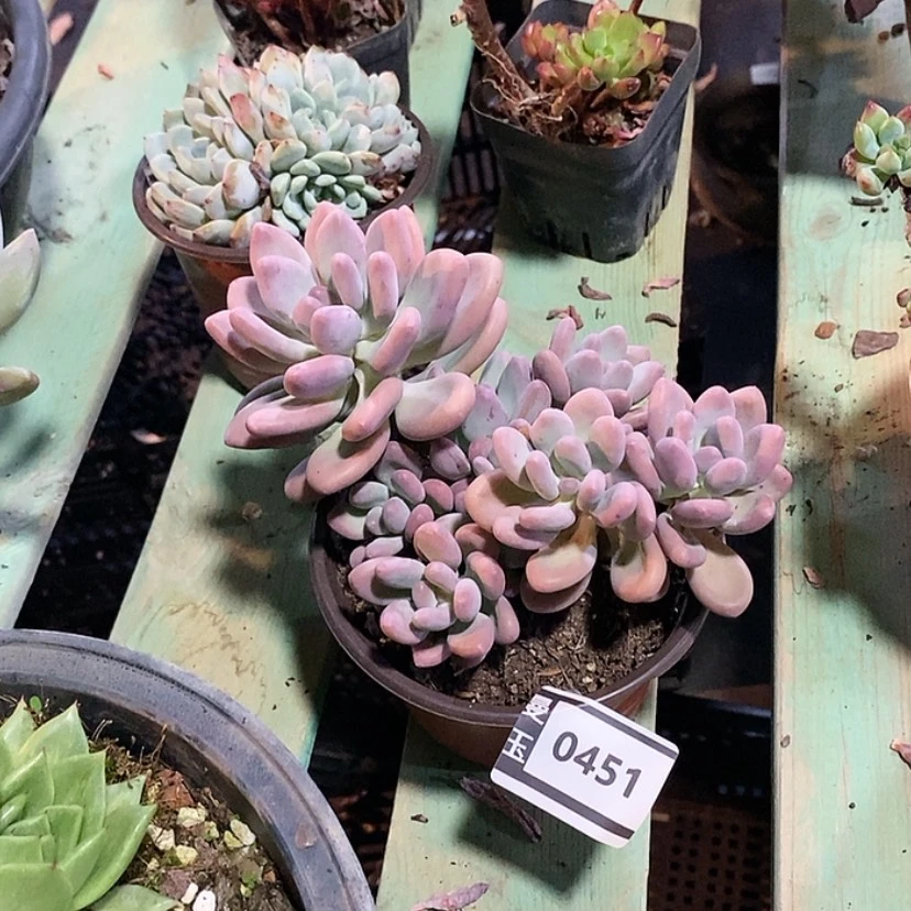 【闪购商品】奥普杂0451