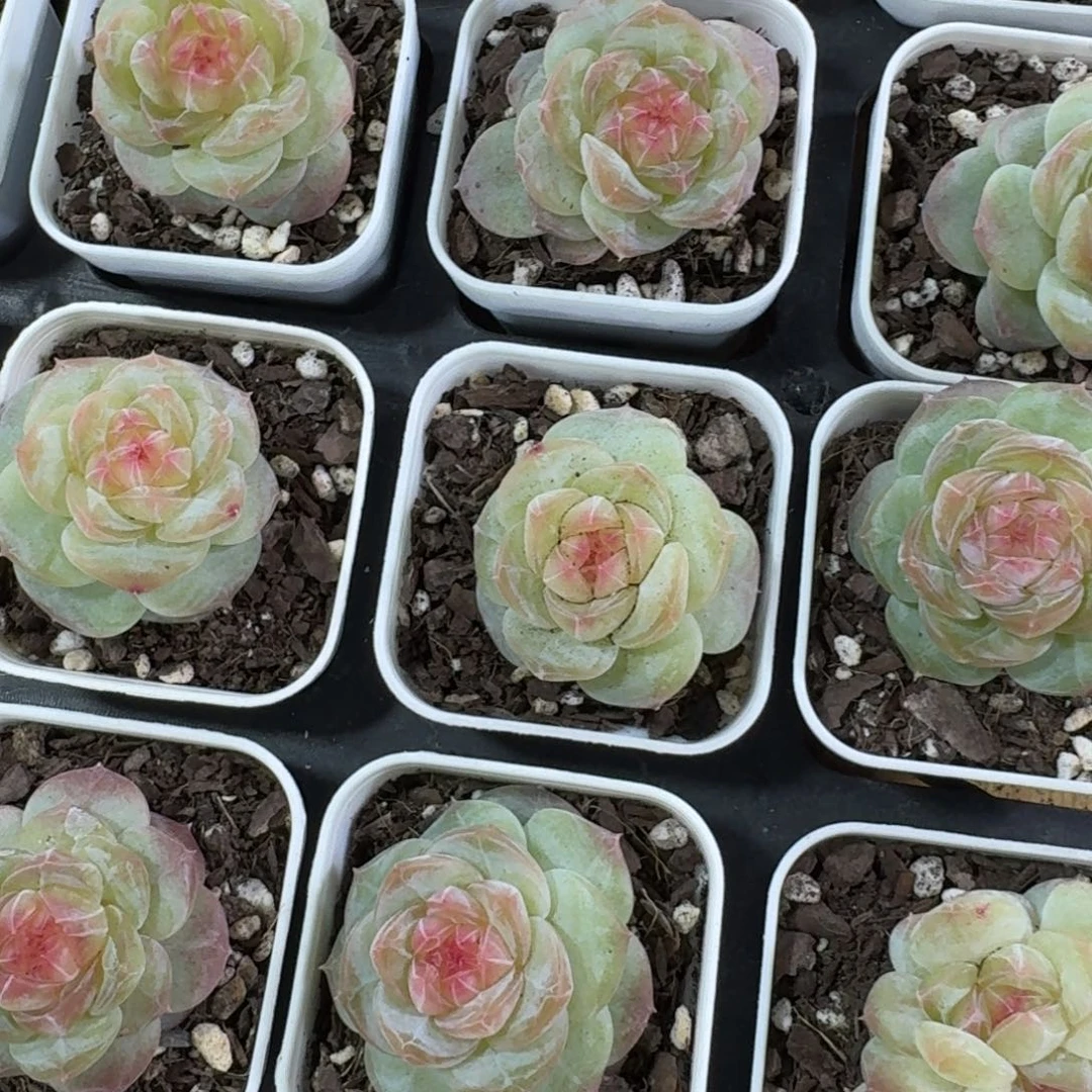 1205-065-无名一颗量拍