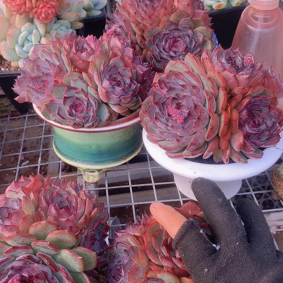 蓝色妖姬大群356789900000