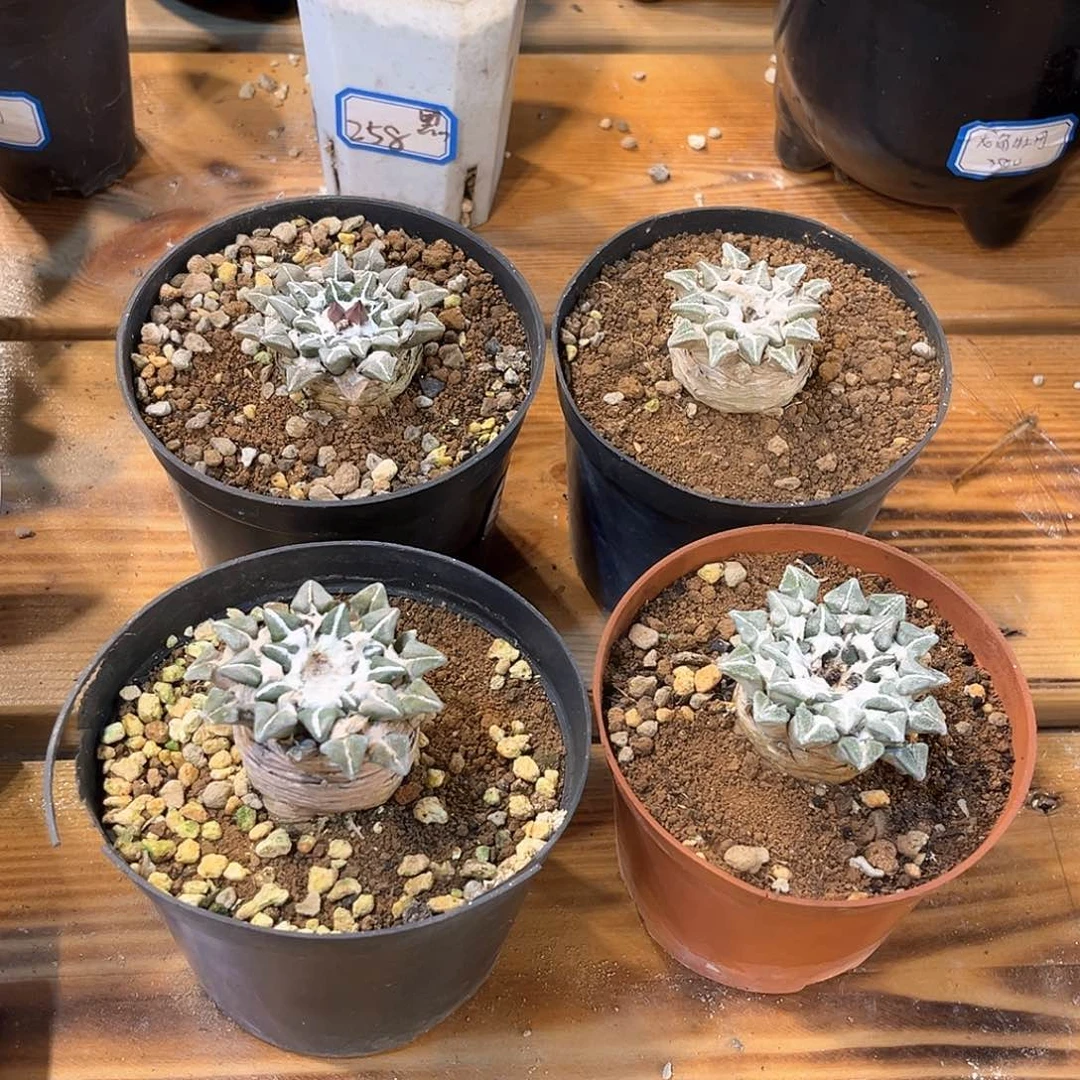 礼***️潮流植物产地四个黑牡丹，