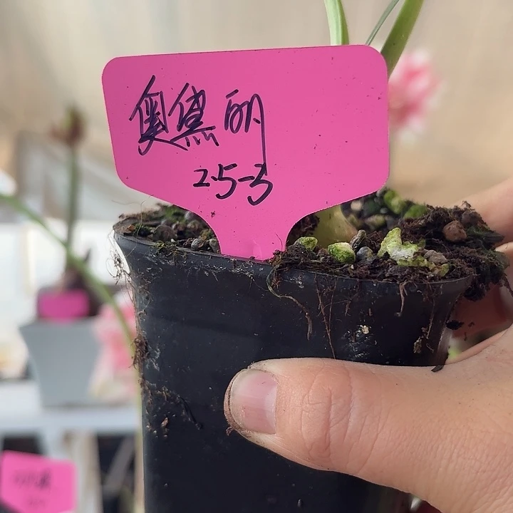 无花朵奥黛丽朱顶红世界2.5-3