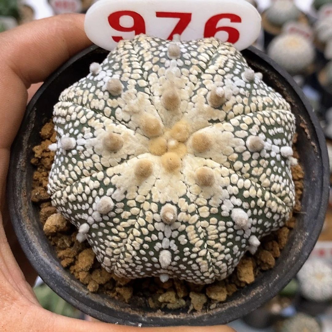 976大奇迹福利特价来了