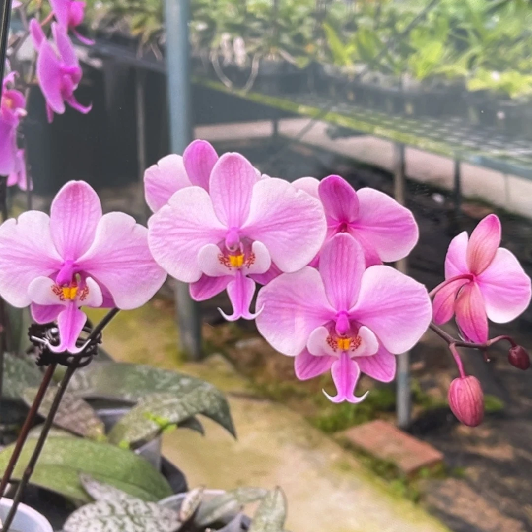 无花朵3.5寸银叶脉纹分生抽梗苗