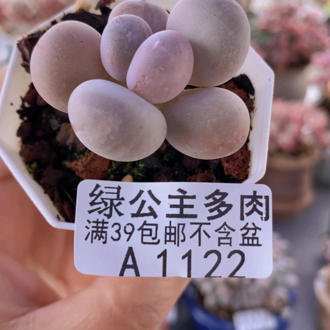 蛋黄奶单头1122多肉植物