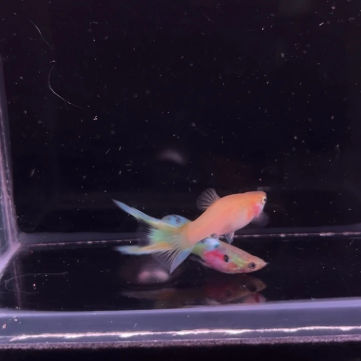 孔雀鱼霓虹双剑1对