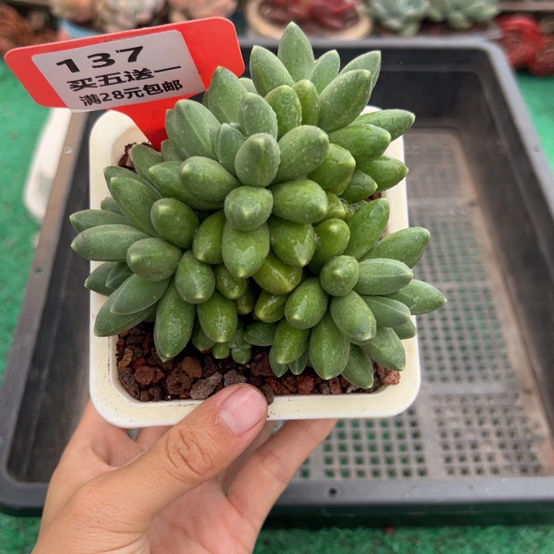 表妹精品多肉植物137.