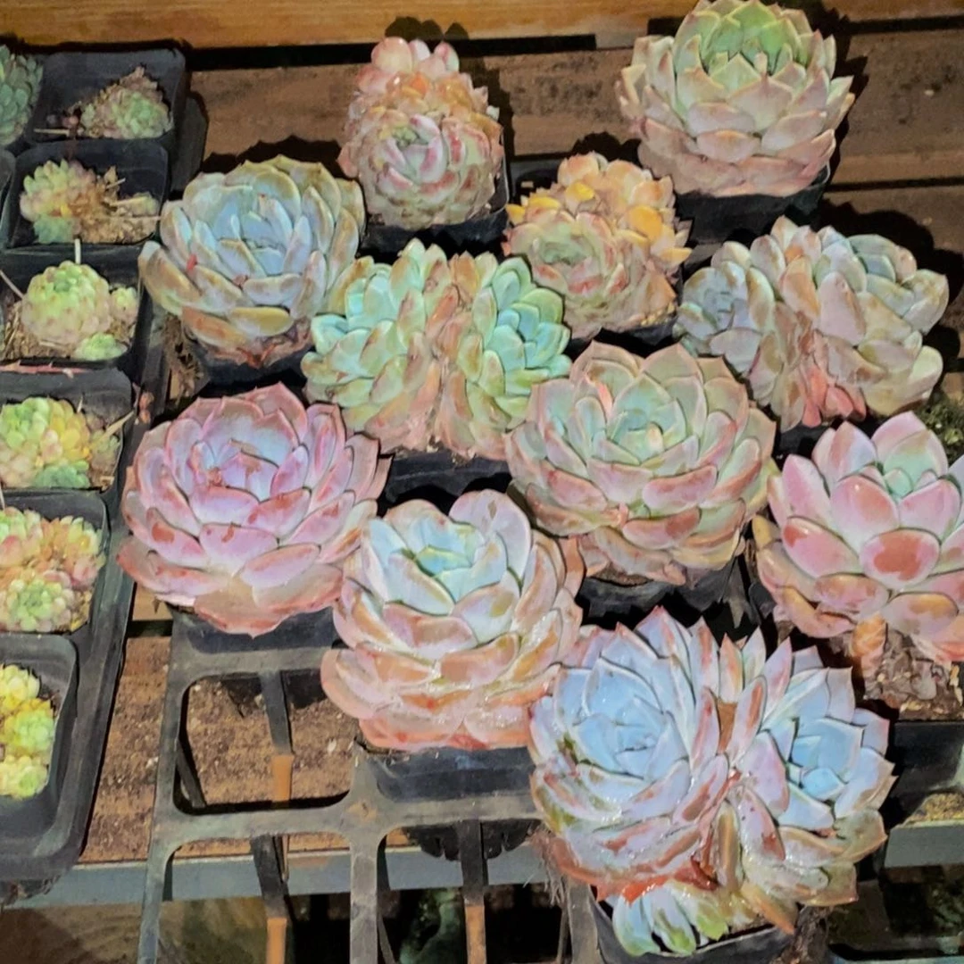 272多肉酱面膜祛痘去黑头方法