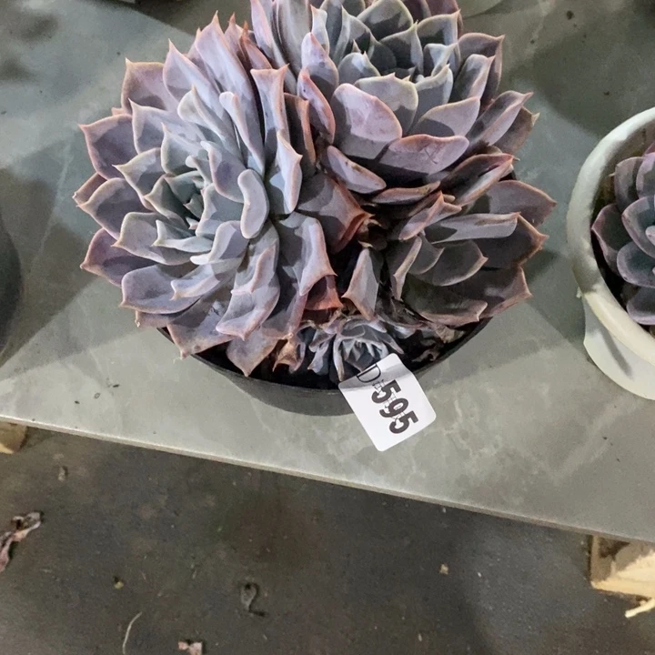 ****意595露西娜多肉植物多肉