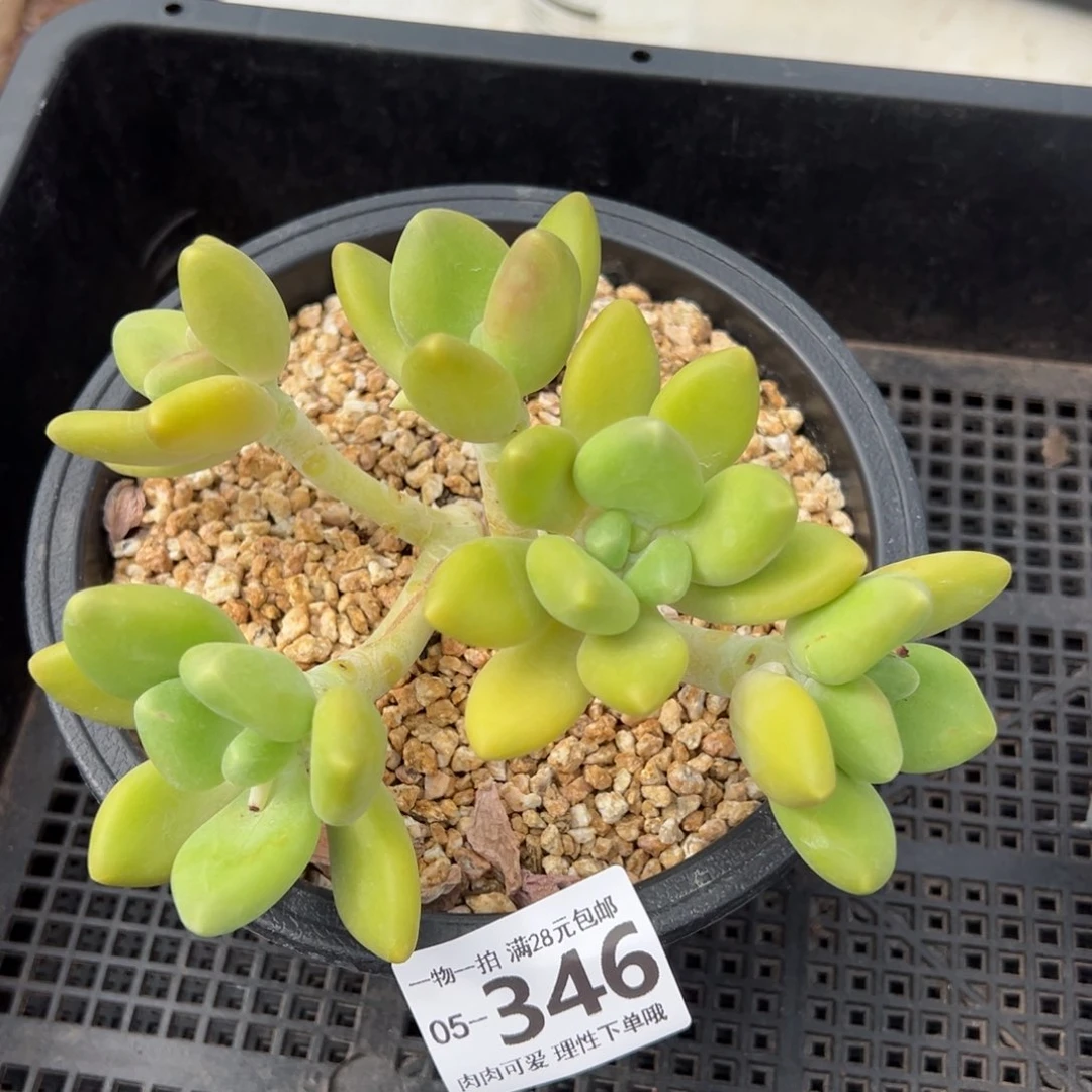 芒果kk奶多肉多多肉多肉