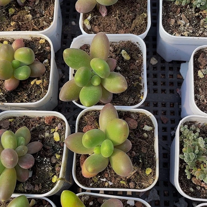 单头芒果奶带哦土发