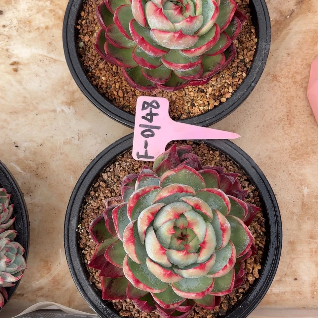 惊鸿仙子 两个一组 好看的