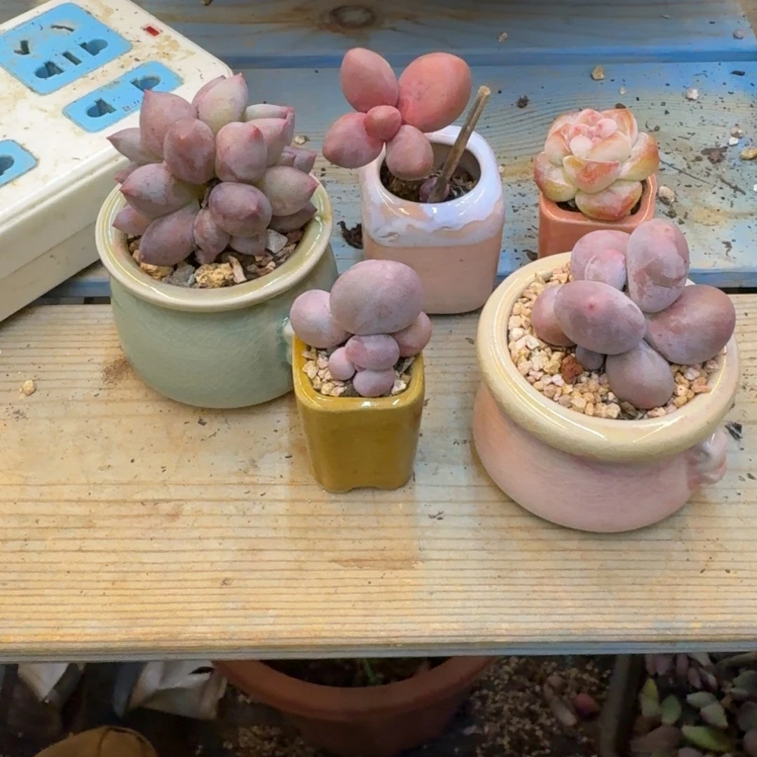 ****.无花朵多肉漂亮不退不换