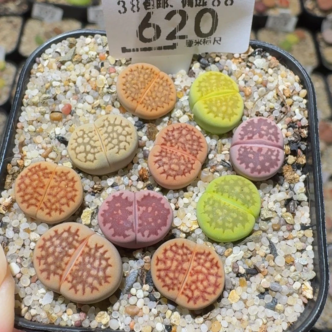 Ssss精品生石花620