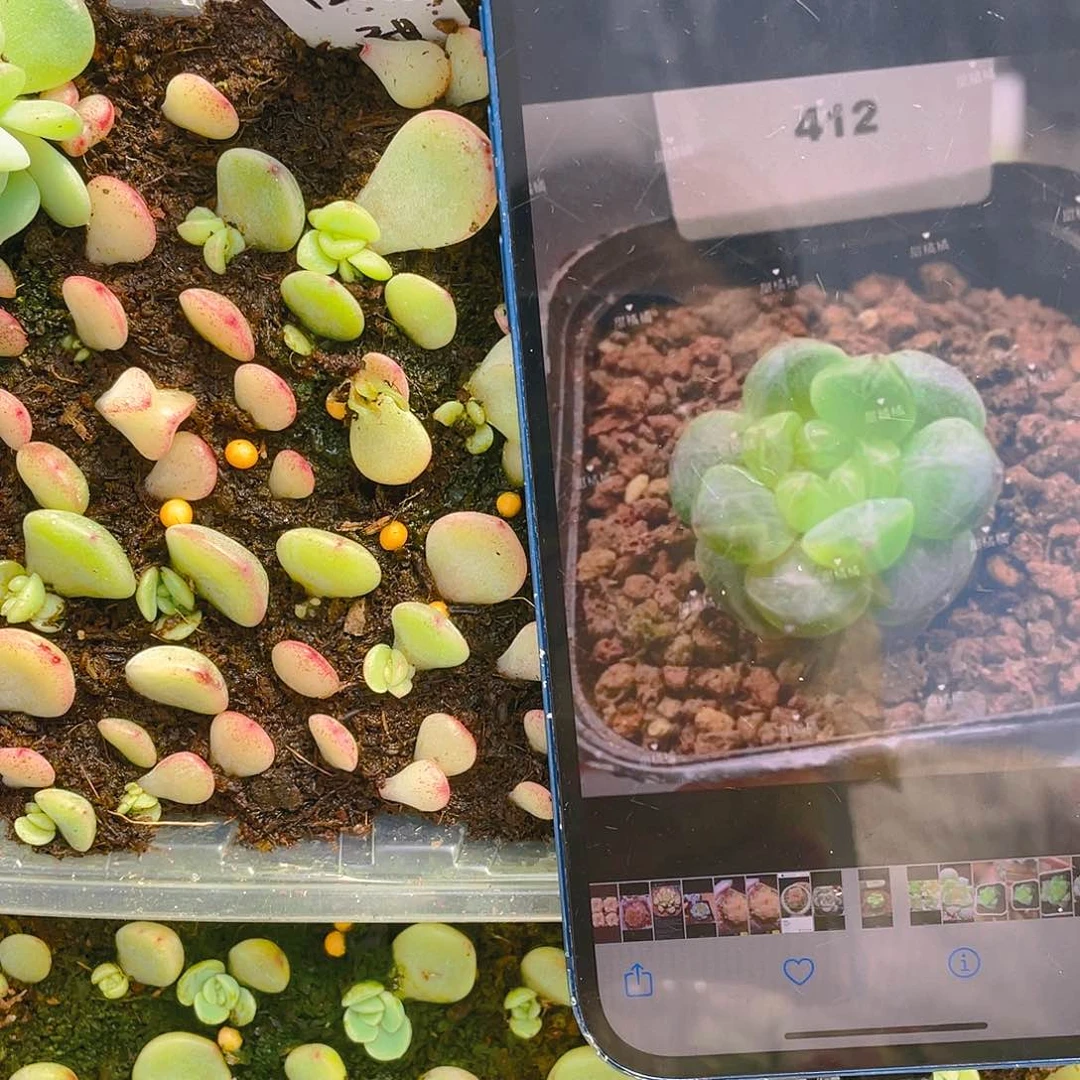 甜桔412 芝麻苗一个满25包邮