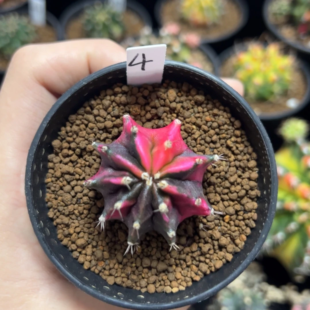 名品侧芽自根带盆土发货4
