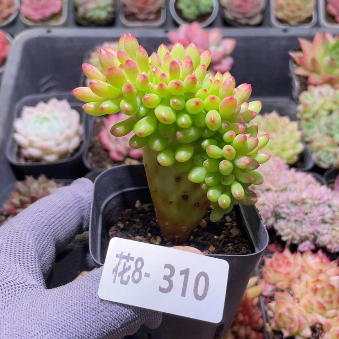 花利美8-310青松缀化