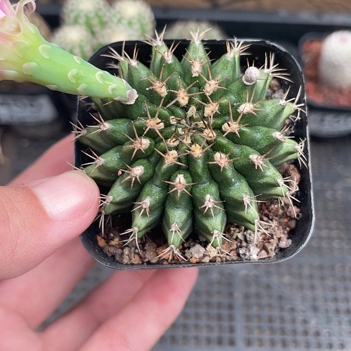 462仙人球开花植物