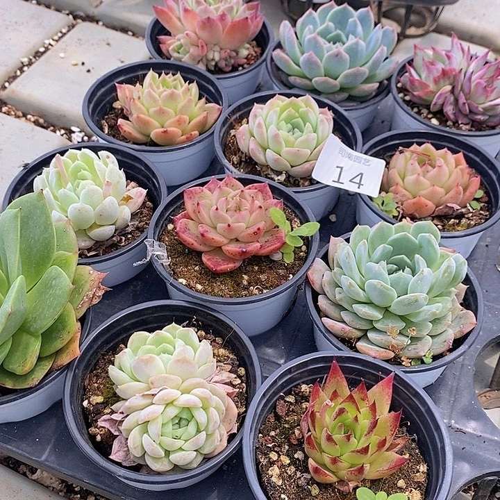 14 多肉植物盆栽花卉植物