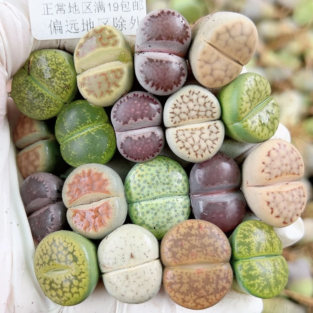 5771 好养易活生石花大母本18个