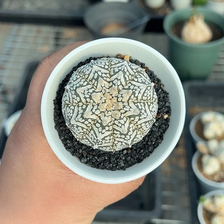 泰系实生v多肉植物