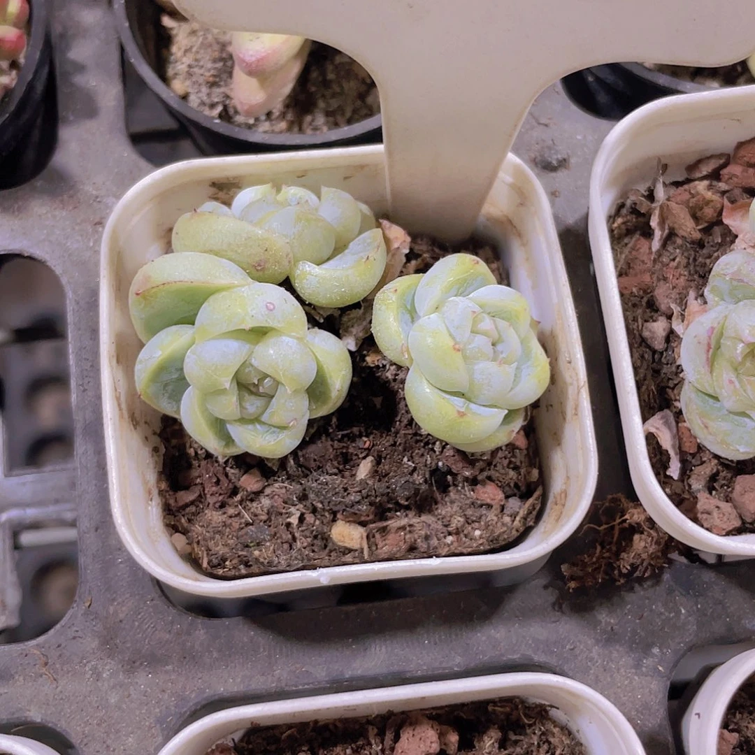 何*宸胖虎w006一物一拍