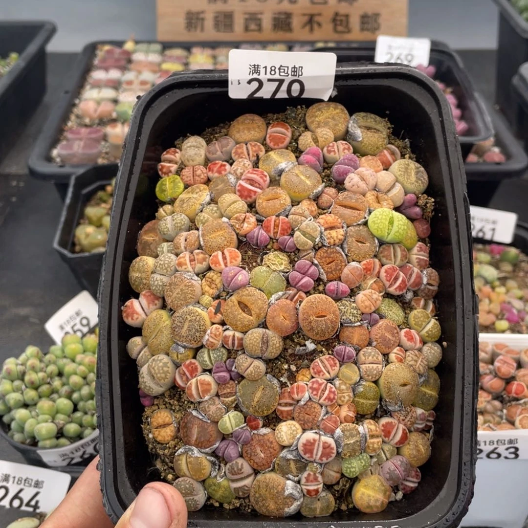 红陶000000000000270