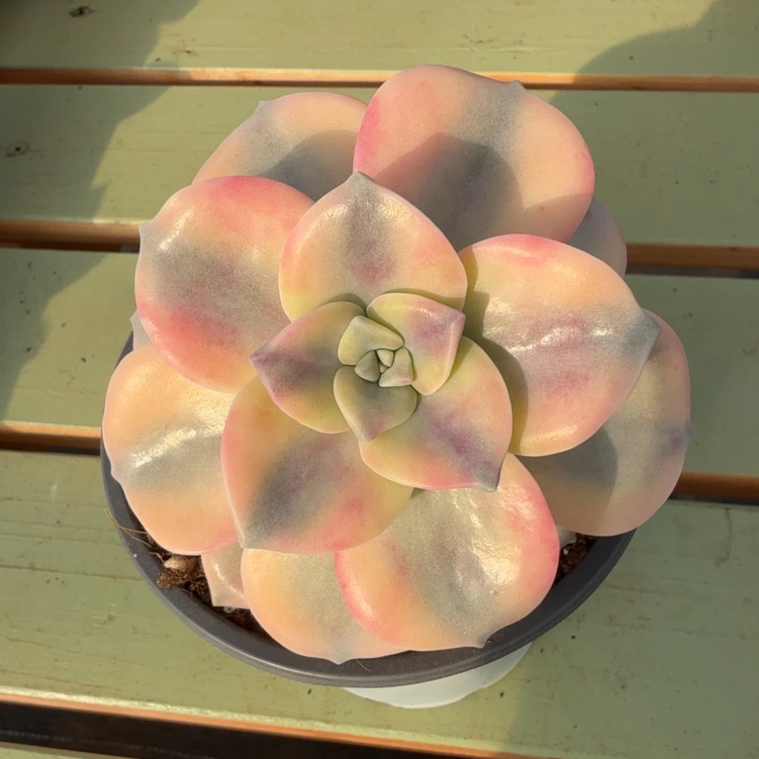 粉紫乐锦锦上园艺一物一拍