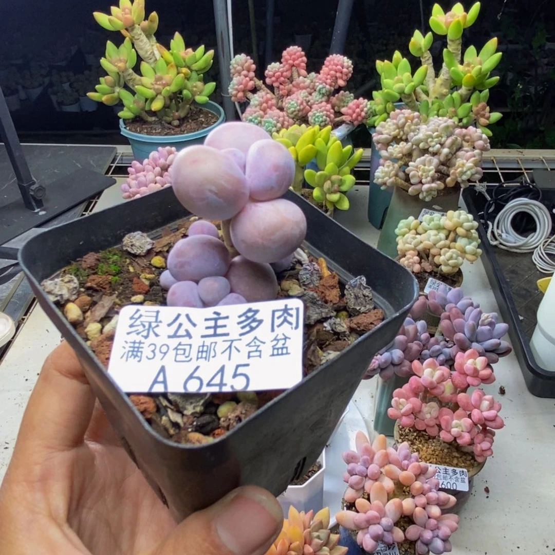 645橙奶多肉肉2c m