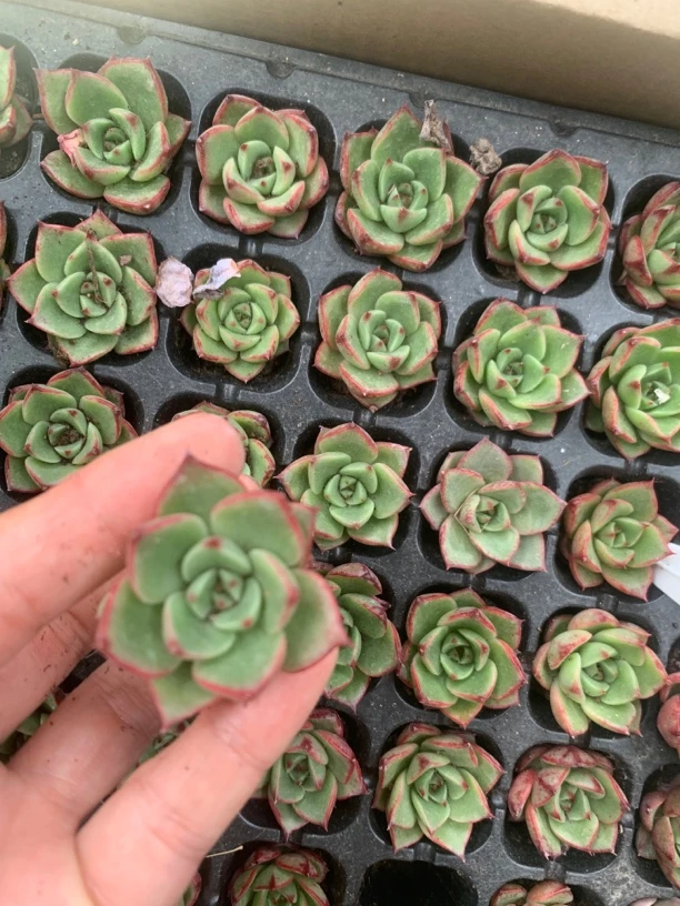 红牛穴苗十颗一组