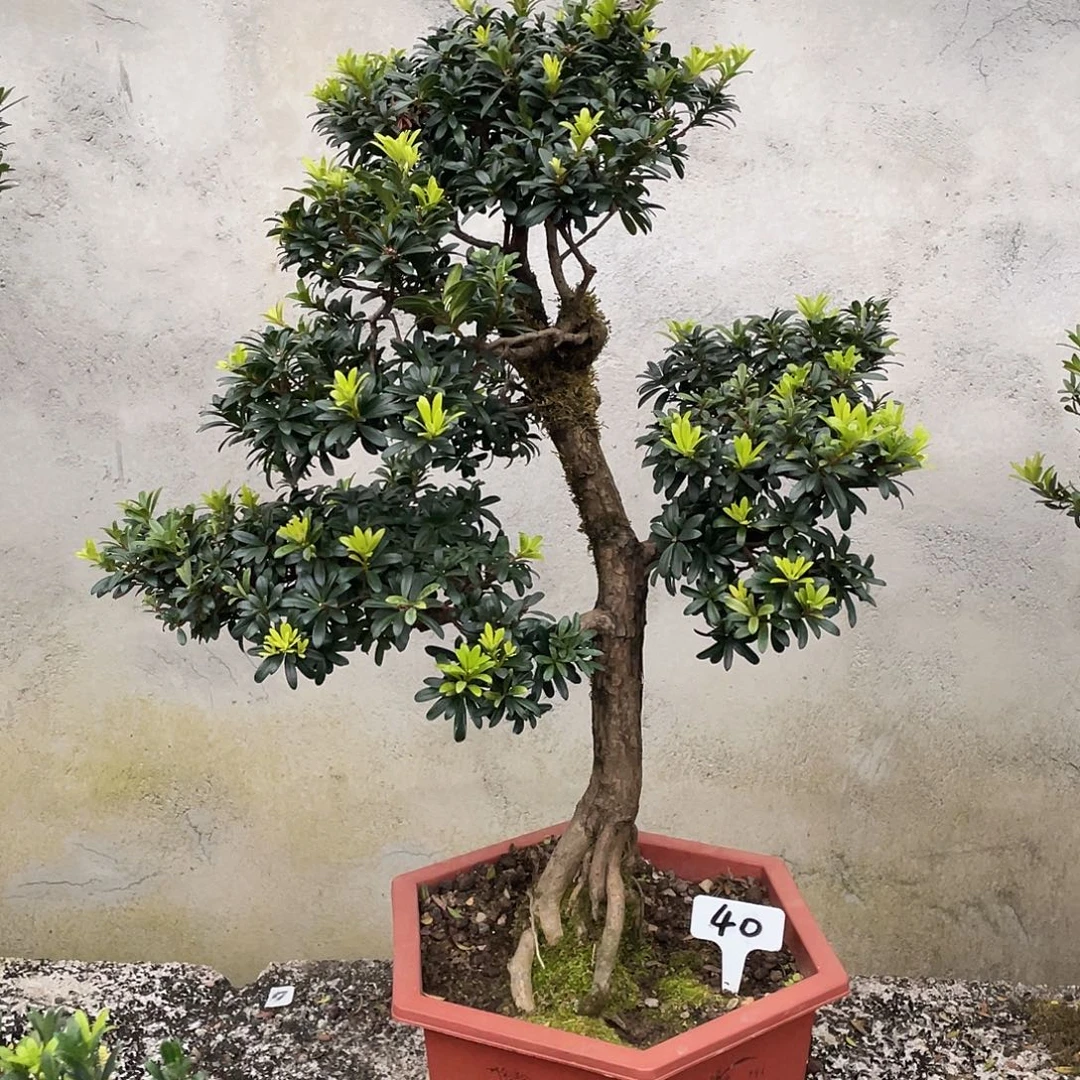 小***星以实际为准罗汉松40