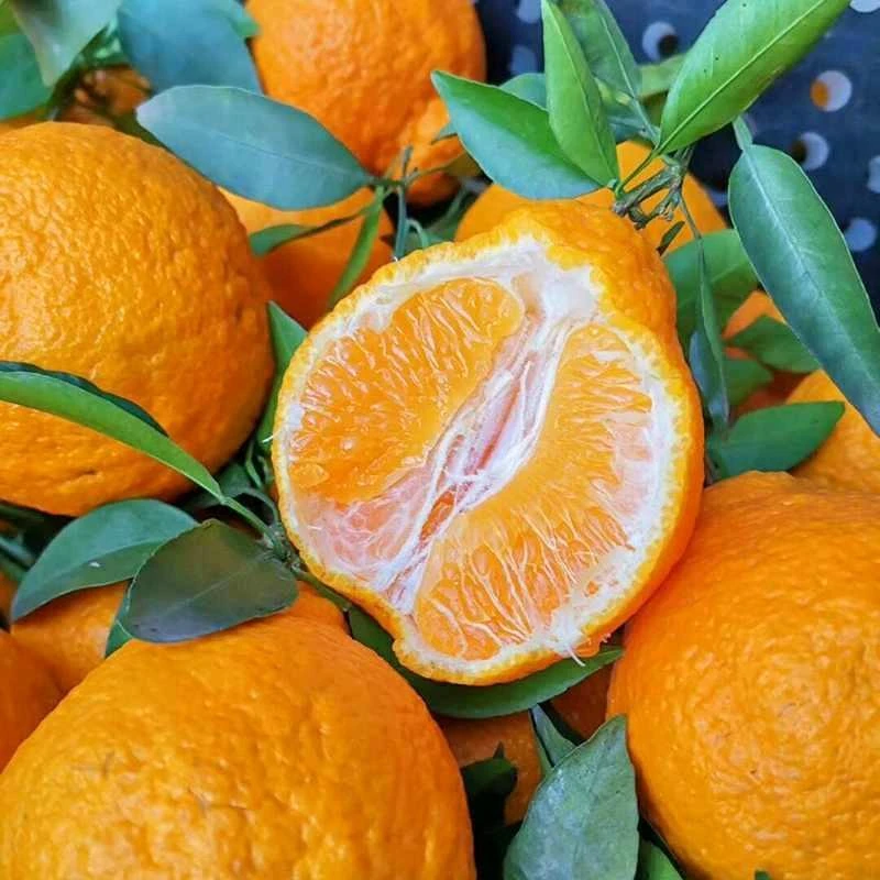四川丑橘丑八怪橘子不知火孕妇新鲜水果柑橘丑桔助农烧烤碳